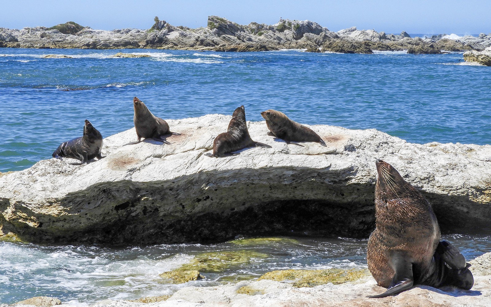 Robben ruhen auf Felsen am Meer in Kaikoura, Neuseeland, während einer Walbeobachtungstagestour ab Christchurch.
