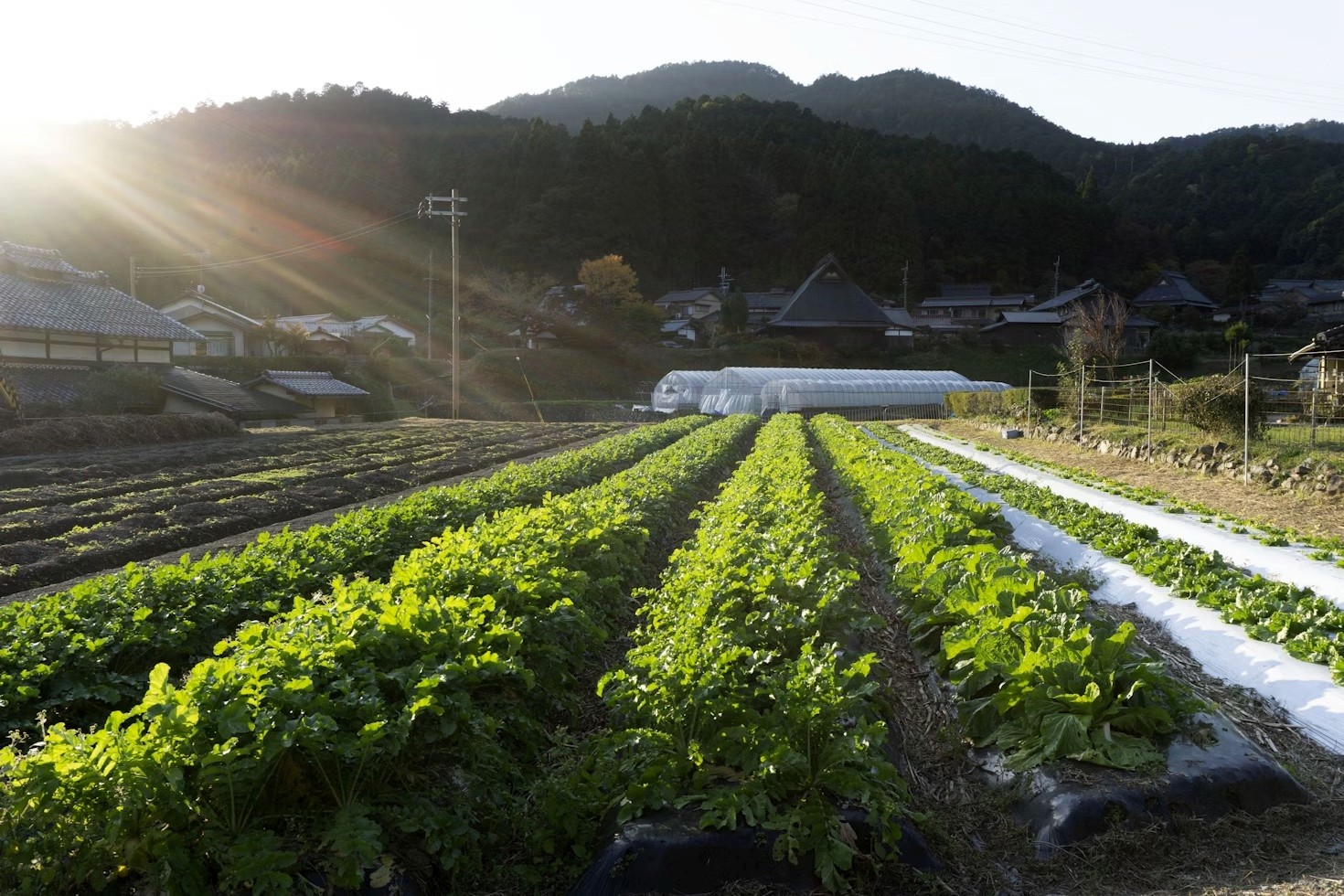 Japanese potato farm in Ohara, Kyoto