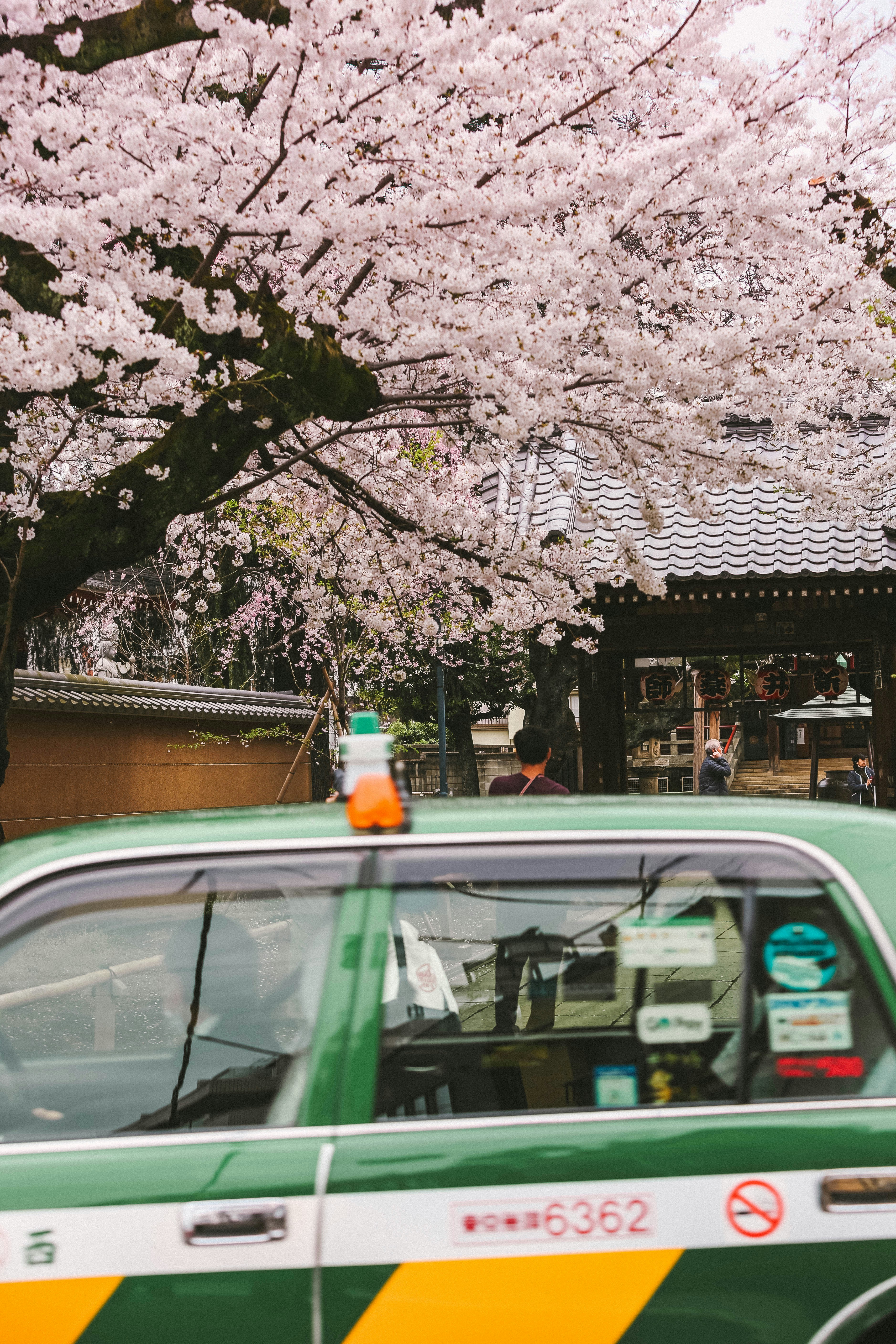 Image of a Japanese Sakura Tree