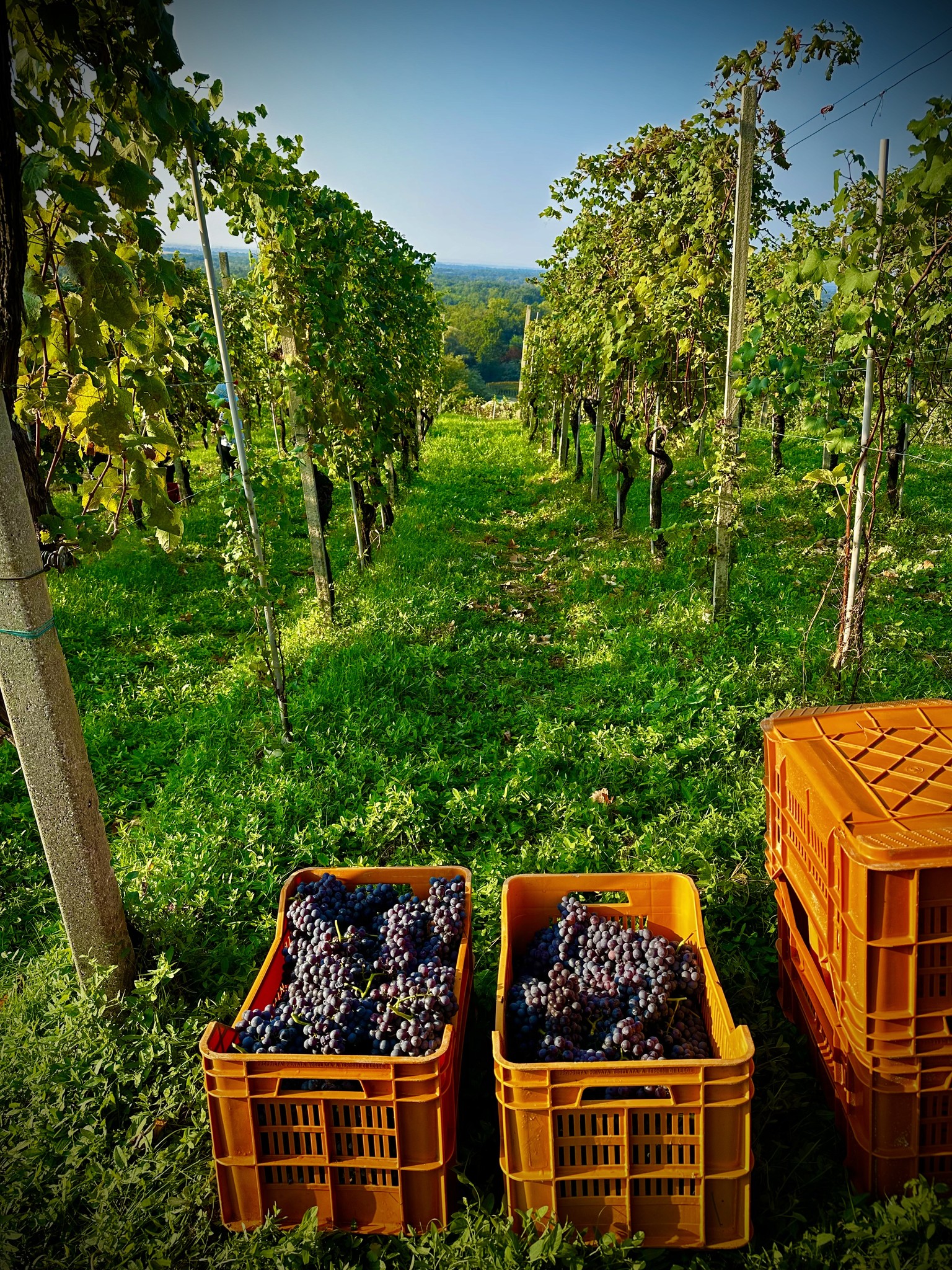 Vigneti di Gattinara, Uccineglio, Molsino