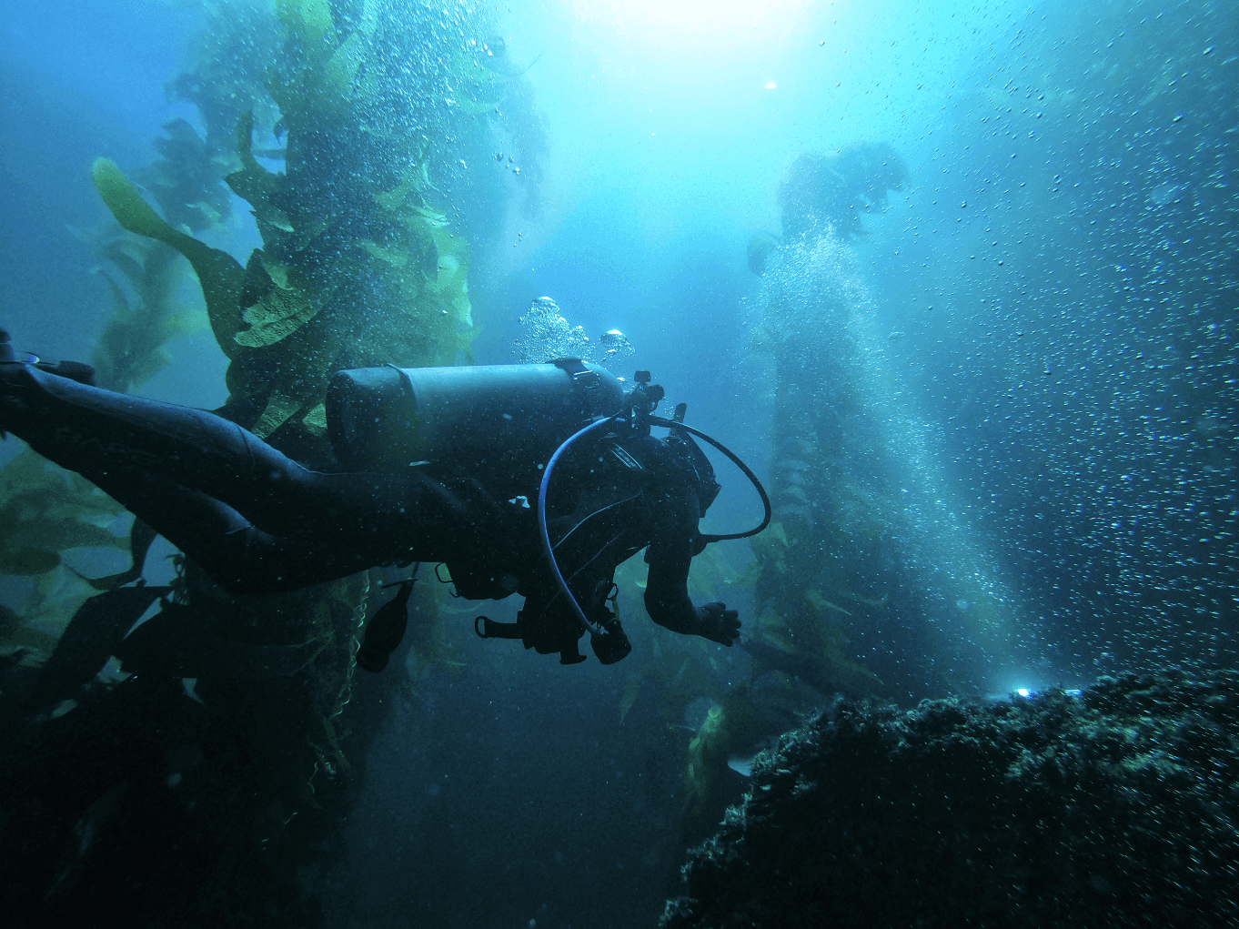 A scuba diver swimming through a kelp forrest