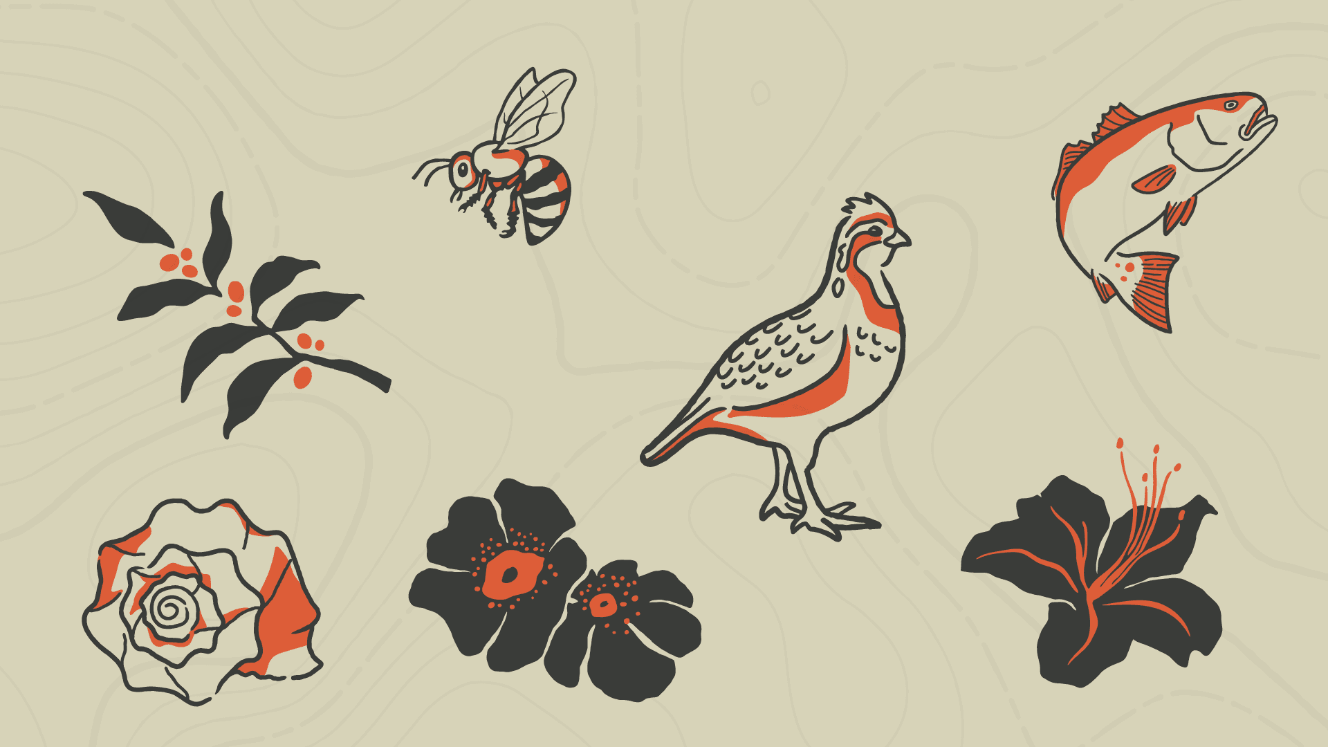 Brand illustrations featuring local wildlife for a cafe in Georgia, Grounds & Rounds