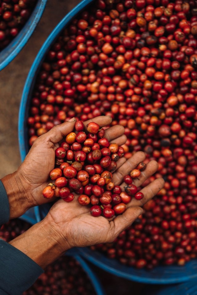 Farmer holding coffee cherry