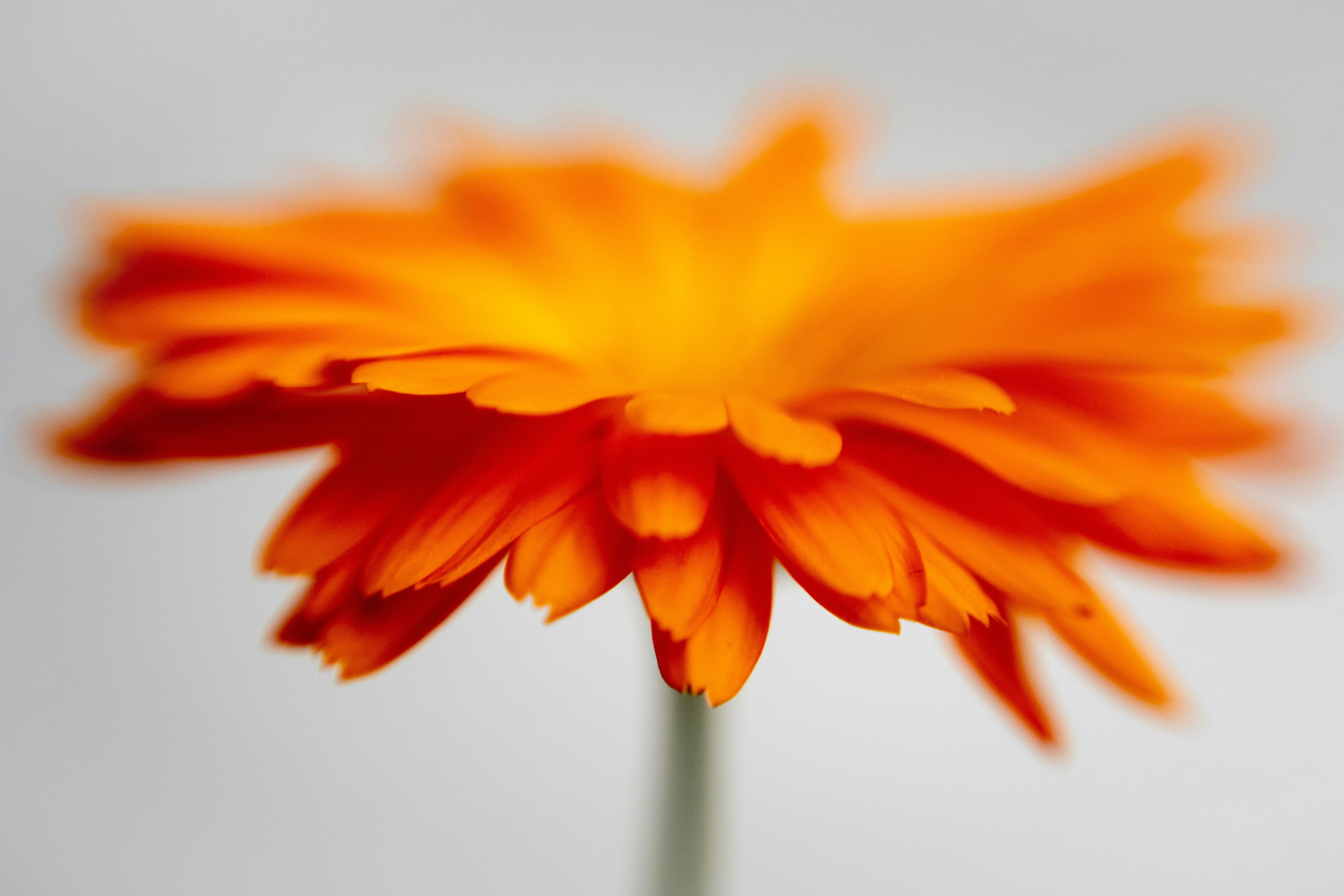 A vibrant orange calendula flower in bloom