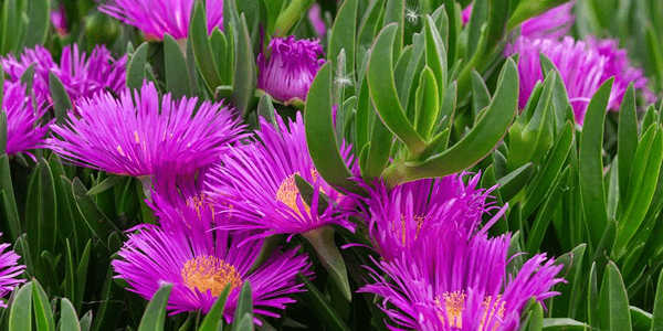 Griffe de sorcière (Carpobrotus edulis)