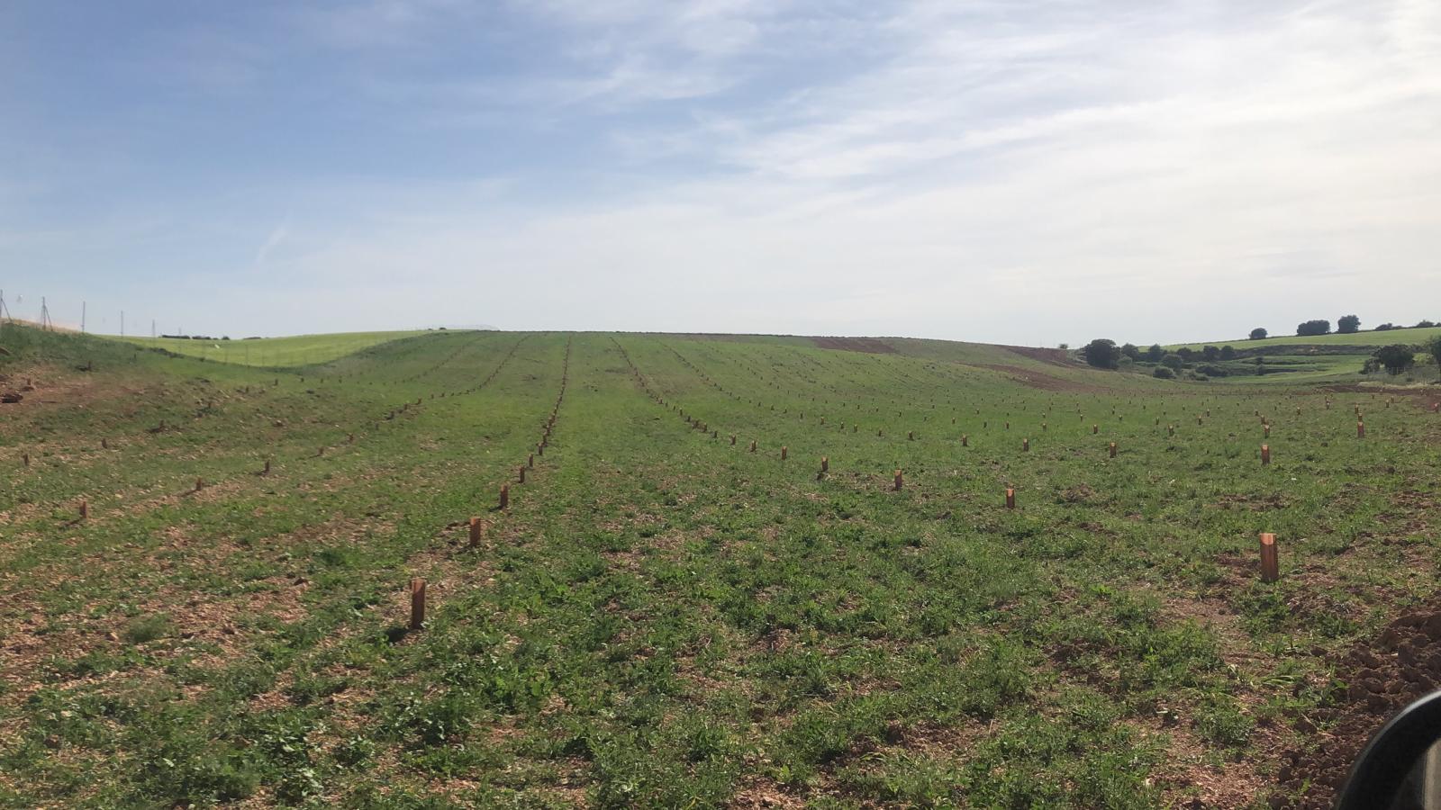 Valnara Estate young truffle plantation