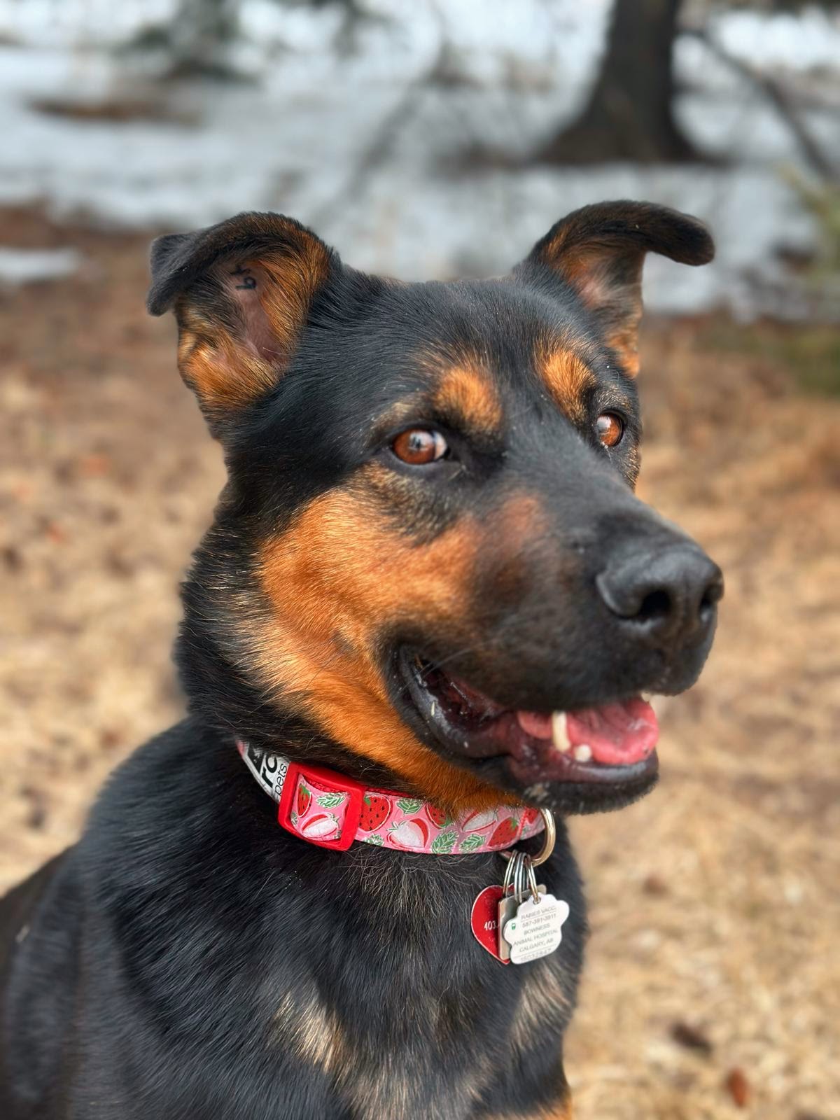 Nova