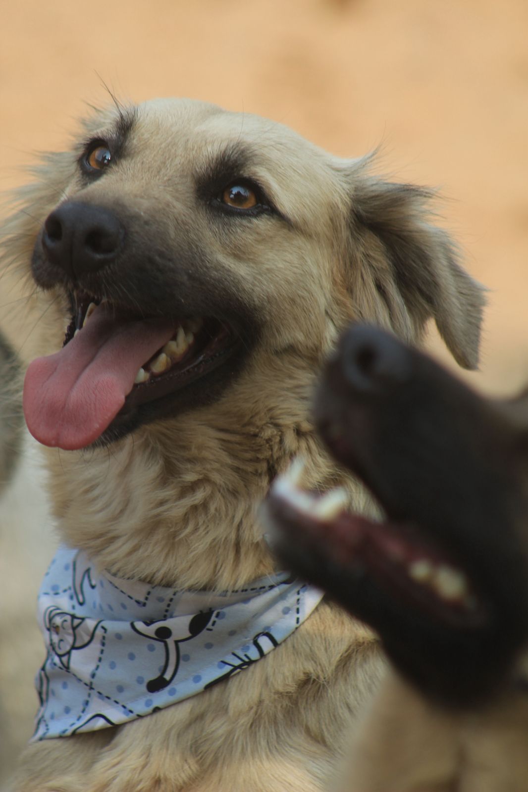 Dog photo