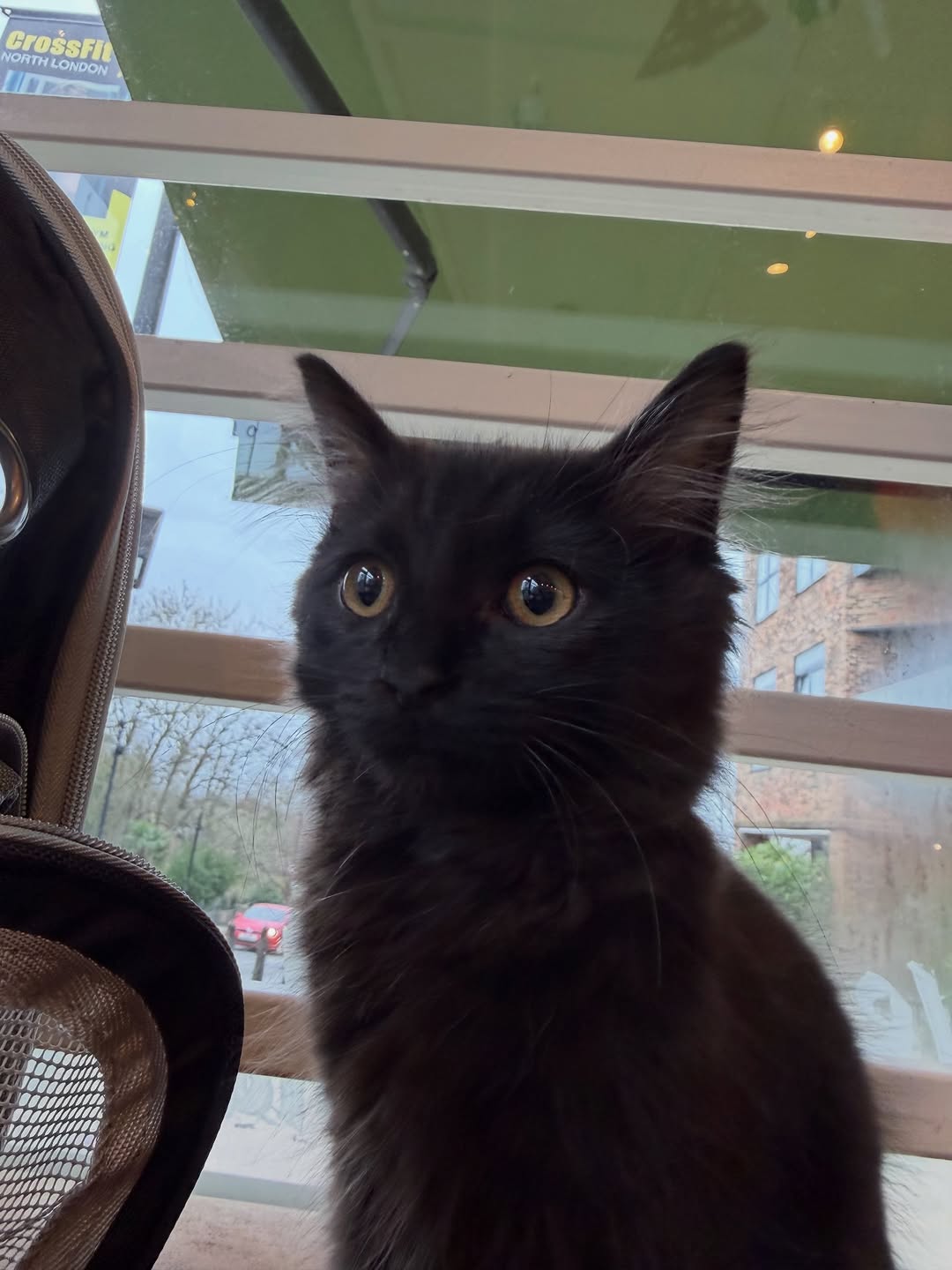 Image of cat in a coffee shop.