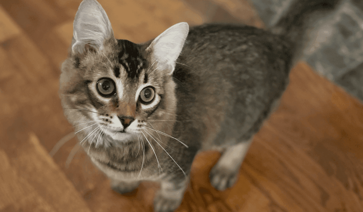 Cat Sits – How Much is Enough?