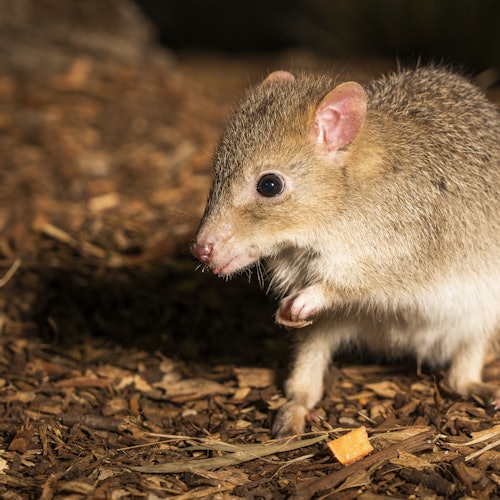 A small rodent with brown fur and pink ears stands on wood chips, holding a paw up near its face next to a small orange piece of food.
