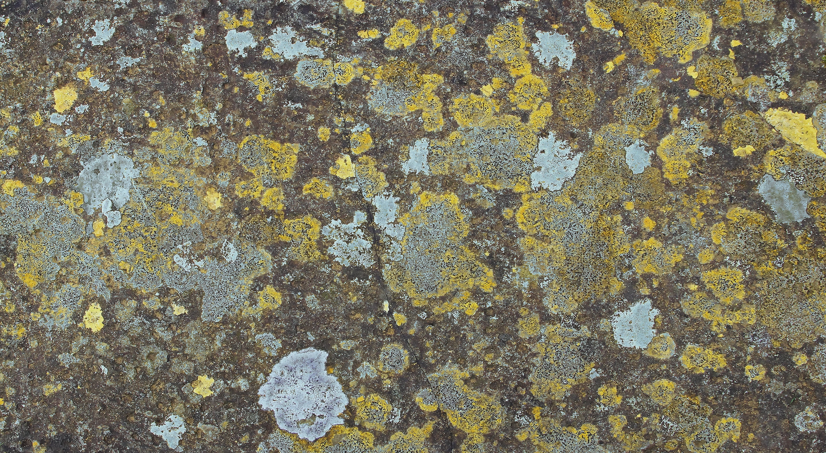 Close-up photograph of a stone surface covered in yellow and pale gray lichen forming irregular, overlapping patches. The organic clusters create a mottled pattern that reveals slow natural growth and the quiet transformation of weathered rock.