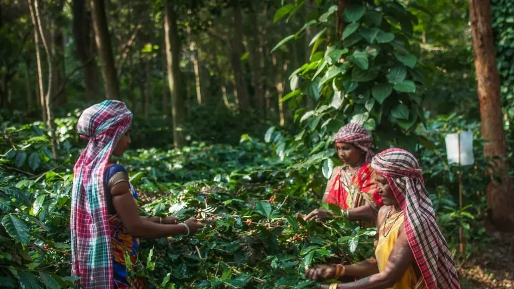 Odisha Koraput coffee plantation.webp