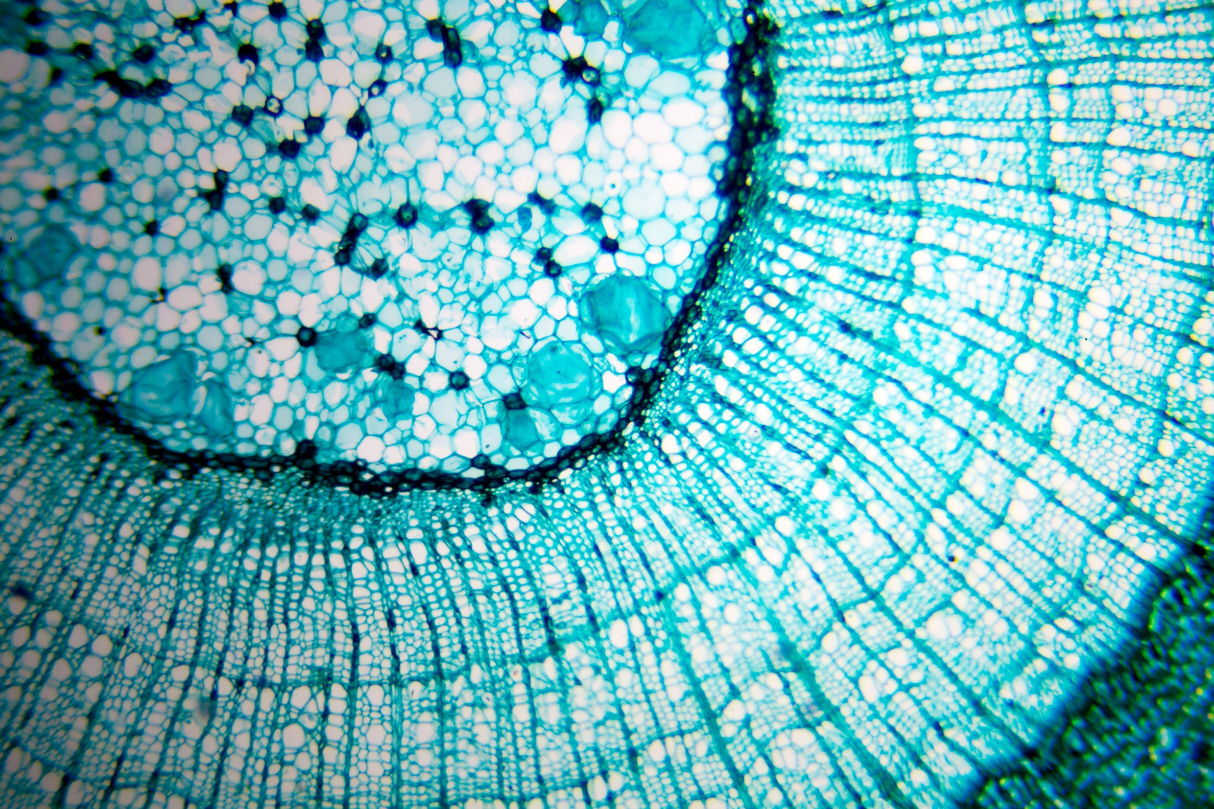 Close-up microscope image of plant stem tissue showing turquoise cell structures