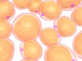 fat cells