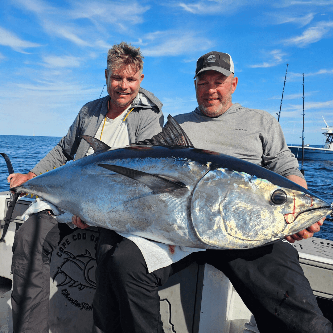 Cape Cod, stripers, striped bass