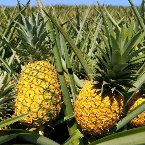 PRESICA pineapple application visual