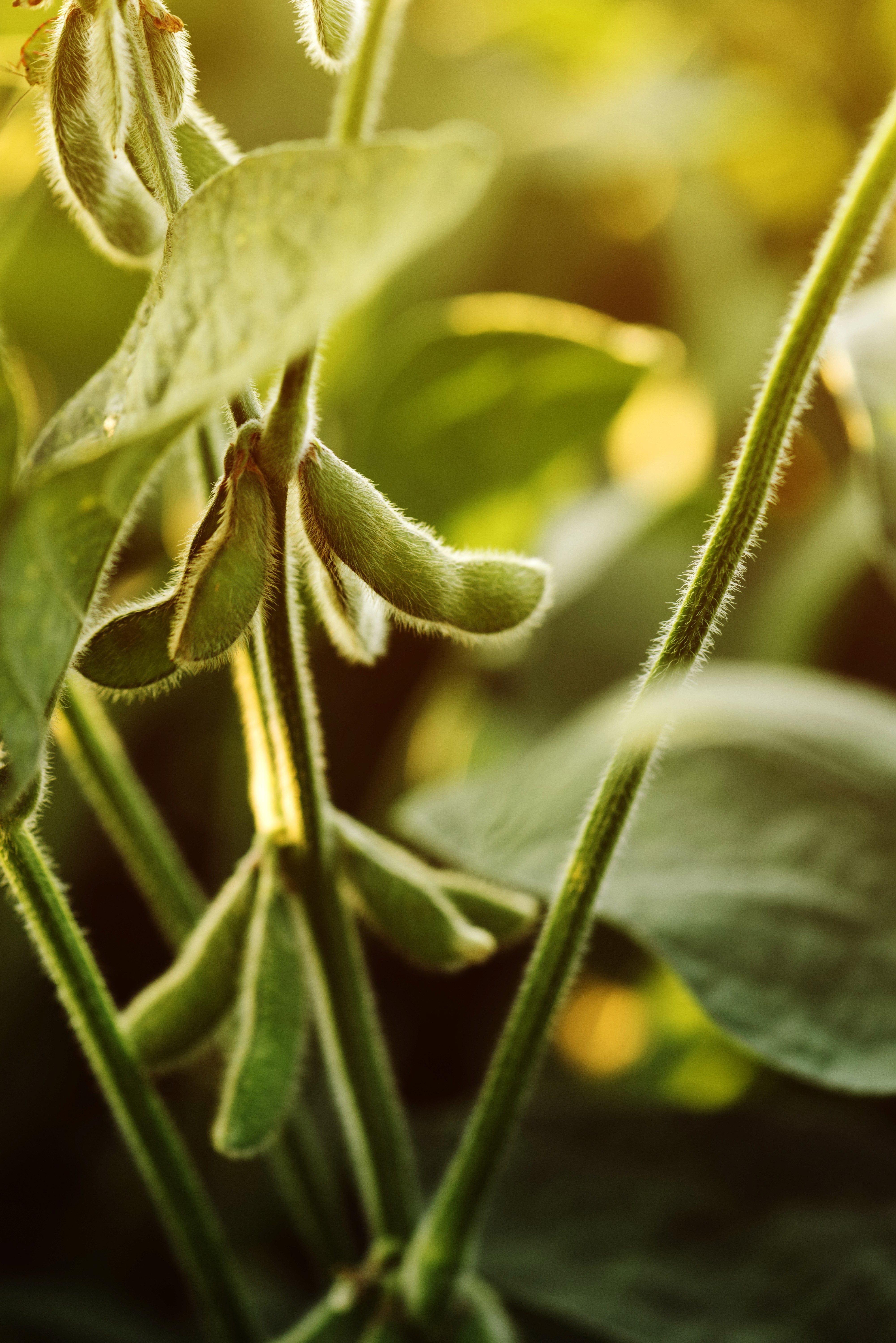 Close-up of soybean plant with green pods and leaves, bathed in sunlight. Focus on fresh soybeans.