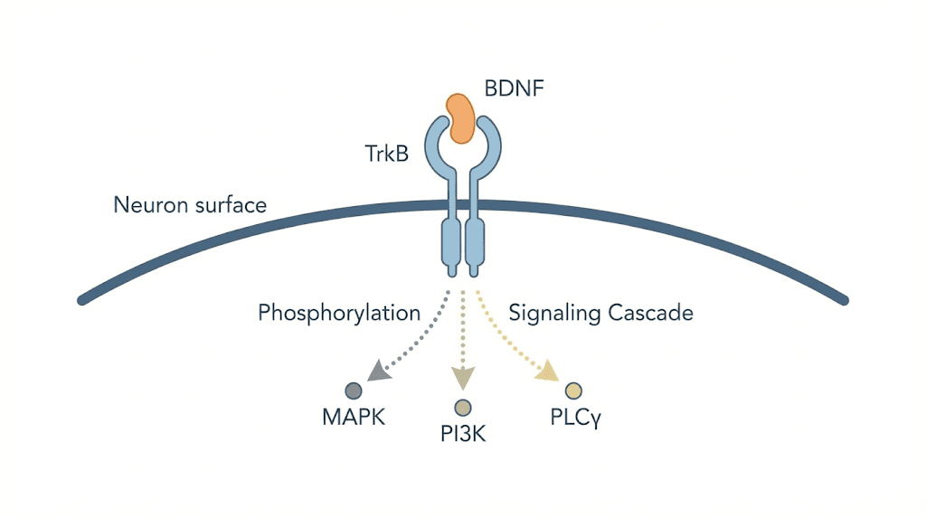 BDNF protein binding to TrkB receptor activating ERK Akt and PLCgamma signaling pathways