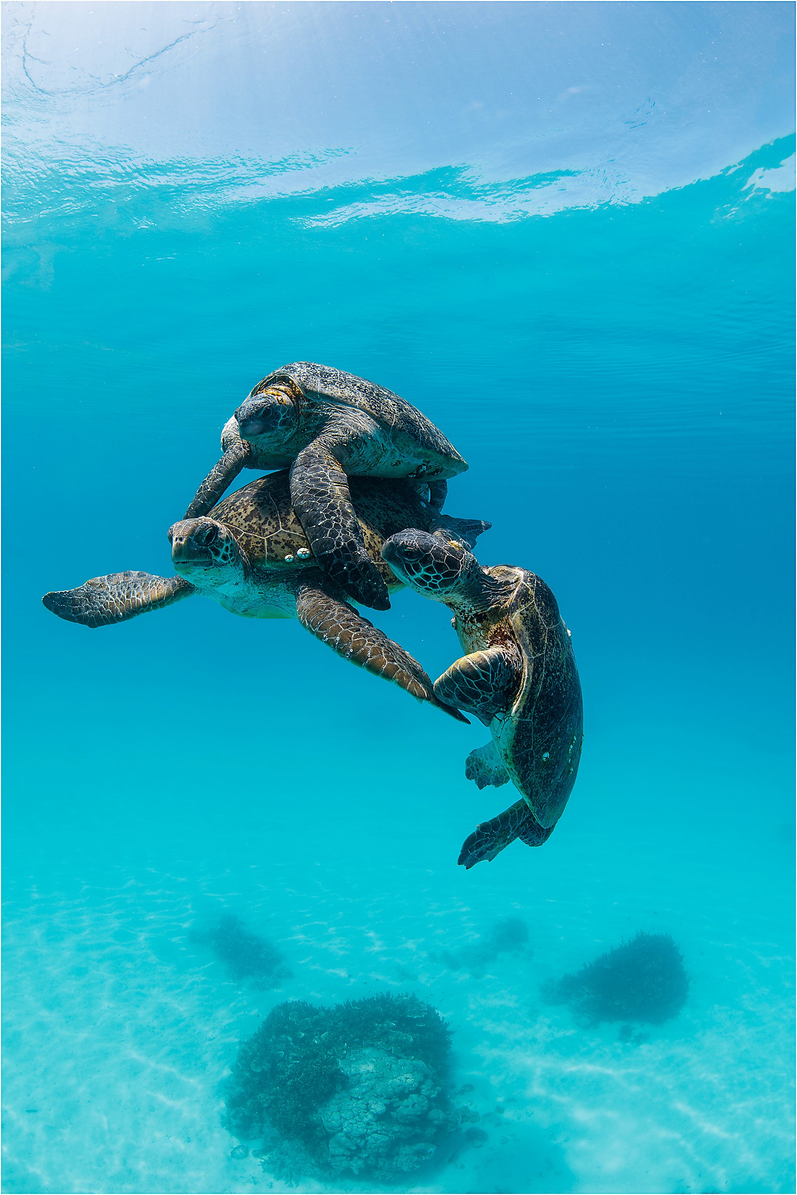 Turtle Mating