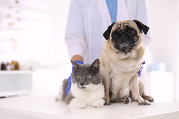 A cat and dog getting ready for their rabies vaccination