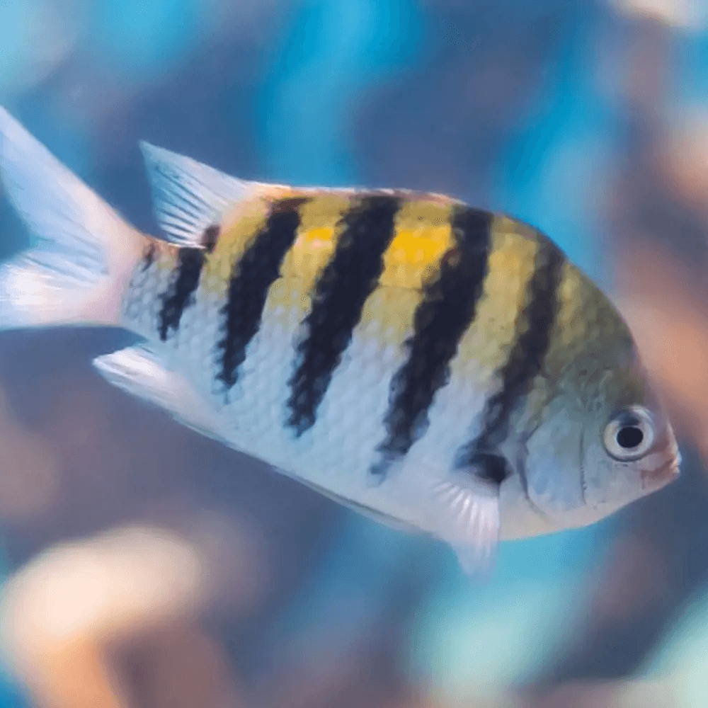 Scuba Diving Fish Bonaire