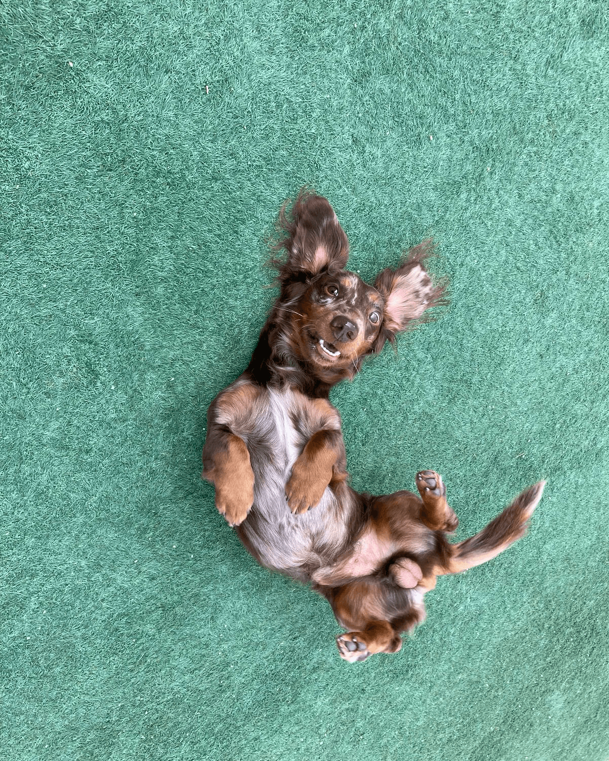 Small brown dog lying on its back on grass with its dog tail lifted and relaxed.