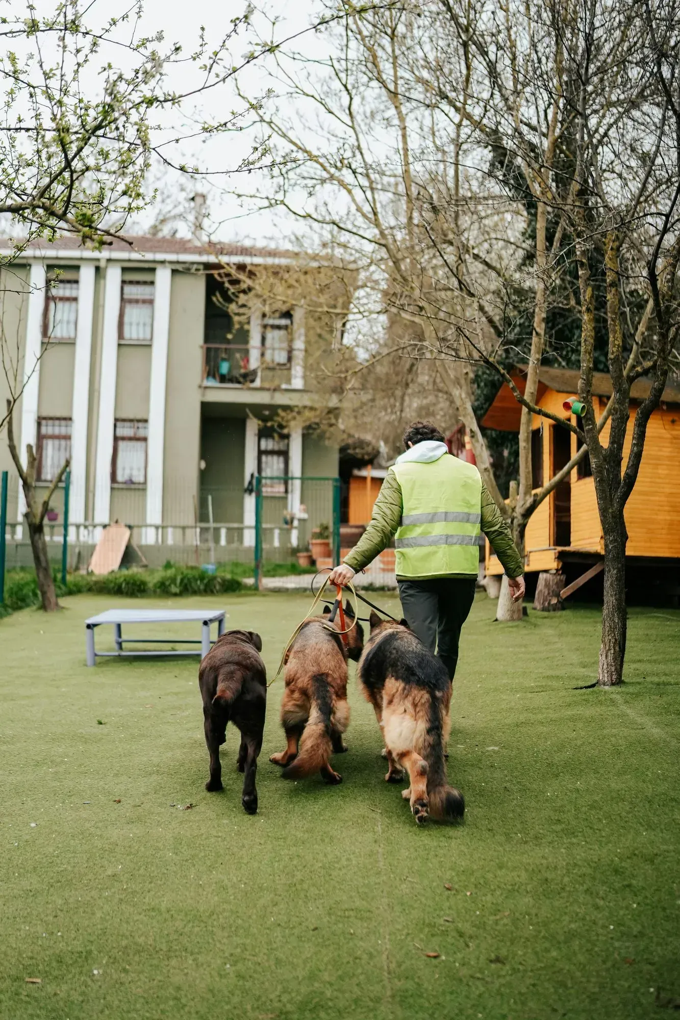 Volunteer in a yellow vest walking three dogs across a lawn.