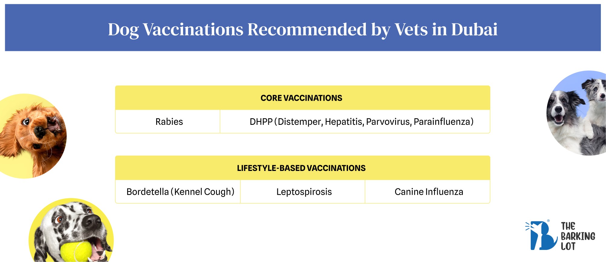 Dog Vaccinations Recommended by Vets in Dubai