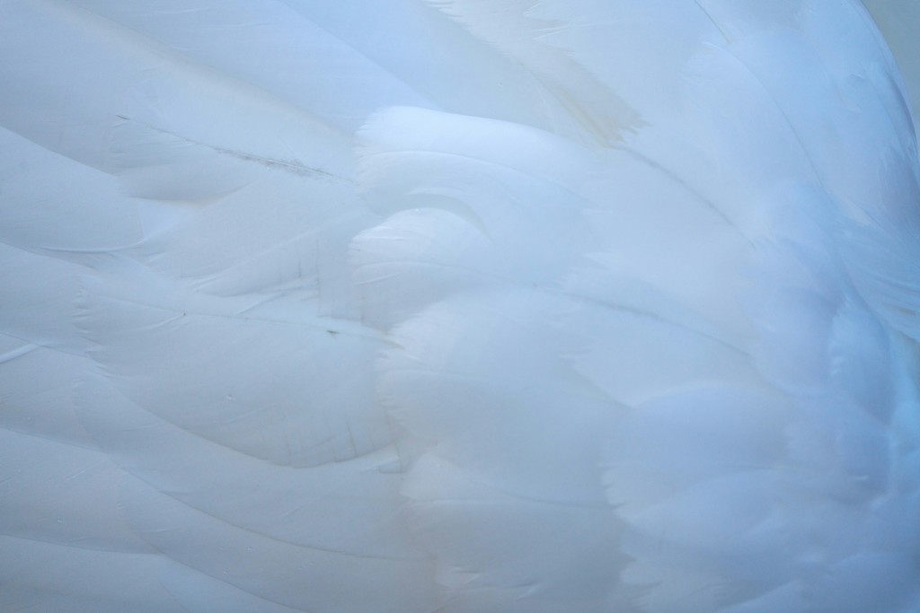 a close up of a white bird's feathers
