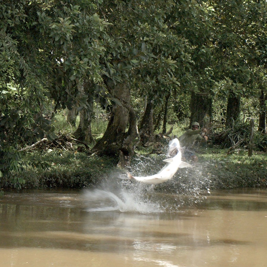 Person, holding a white rose behind his back with one arm on a light blue background