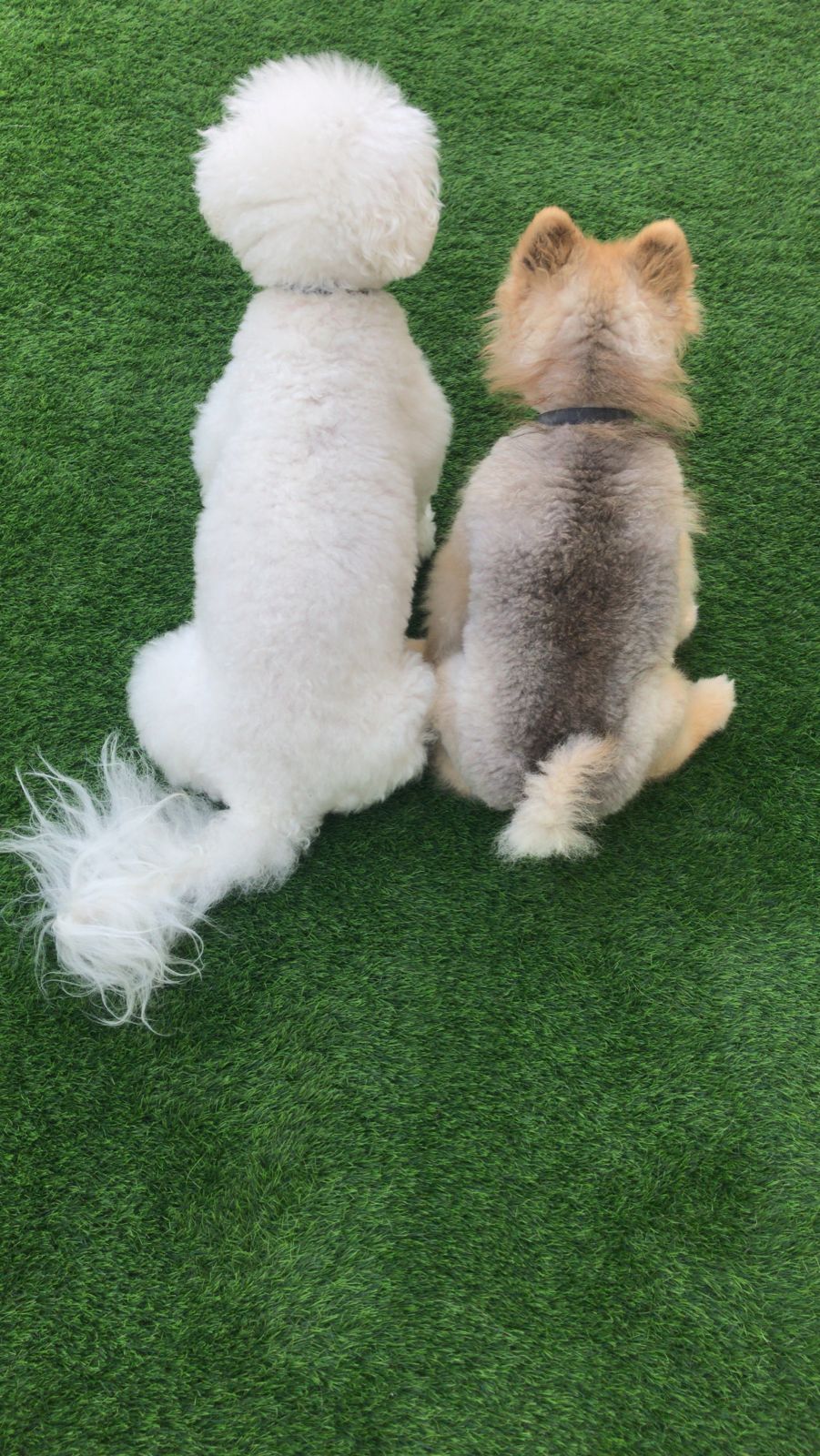 dog grooming dubai