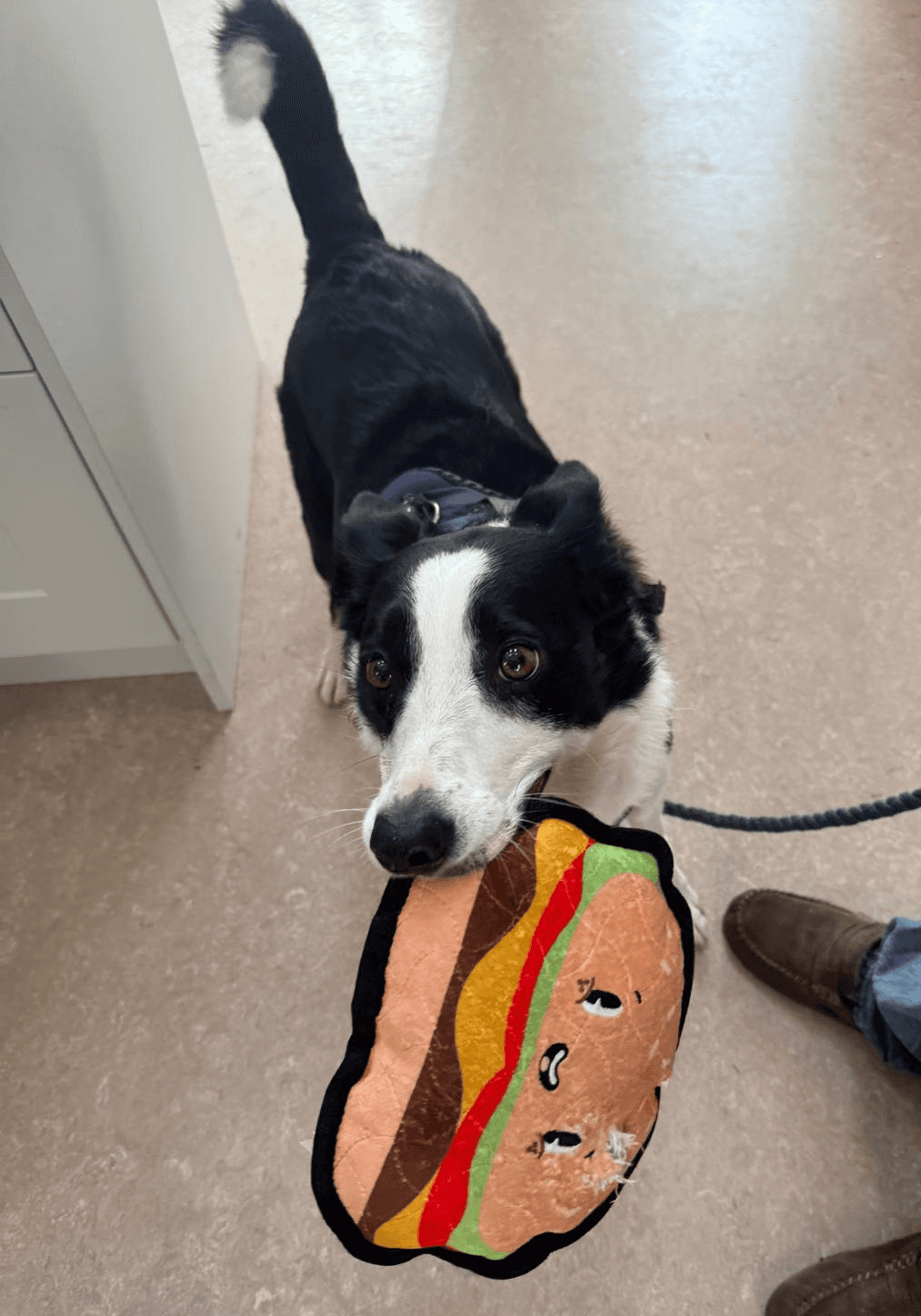 Ashley Sells