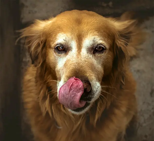 Very old Golden retriever dog licking his top lip and looking into the camera
