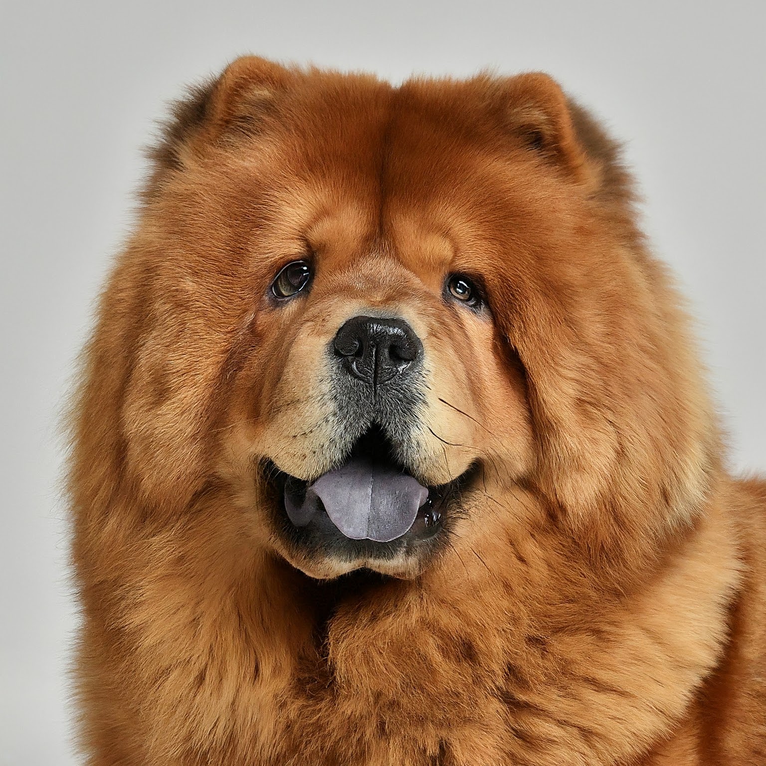 BUDDYUNO, Chow Chow