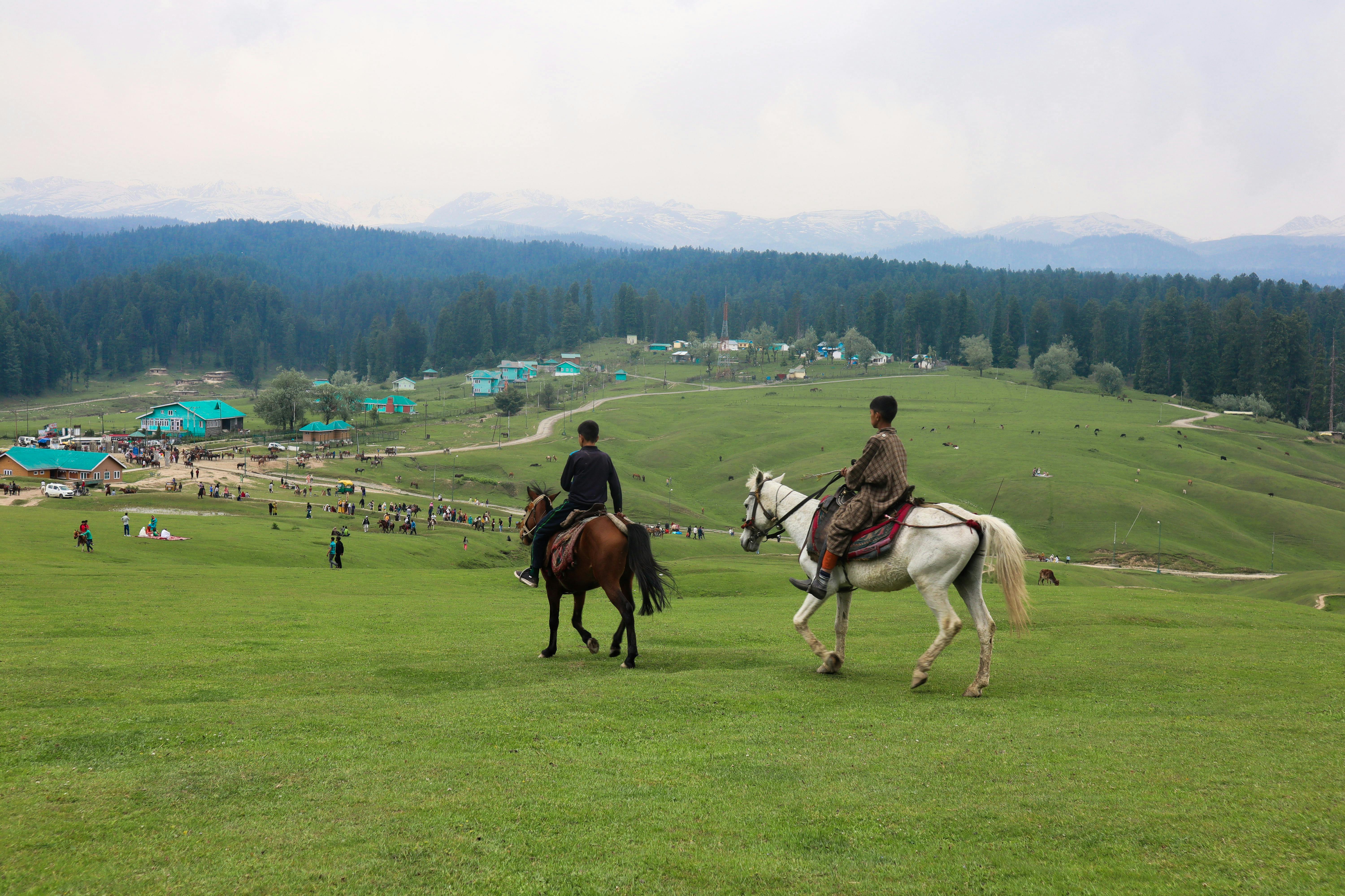 green grass field with trees and mountains in the distance