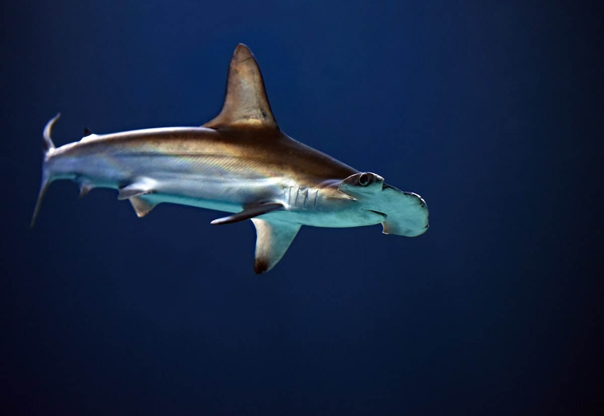 Hammerhead shark swimming through open blue water
