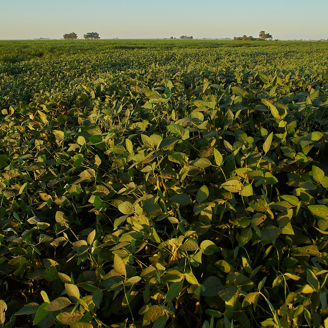 A vast soybean field bathed in warm sunlight stretches to the horizon, with a clear blue sky and distant trees.