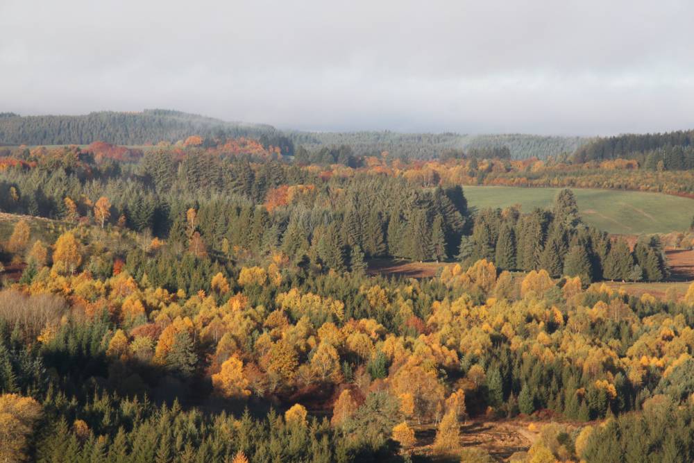 Altame secteur forêt et bois