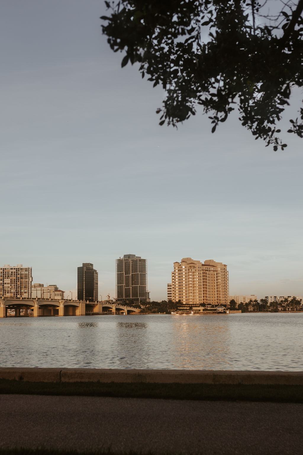 aerial shot of forest