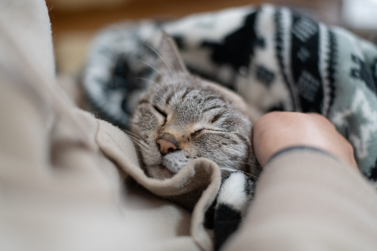 sleepy cat in a blanket on a person's lap