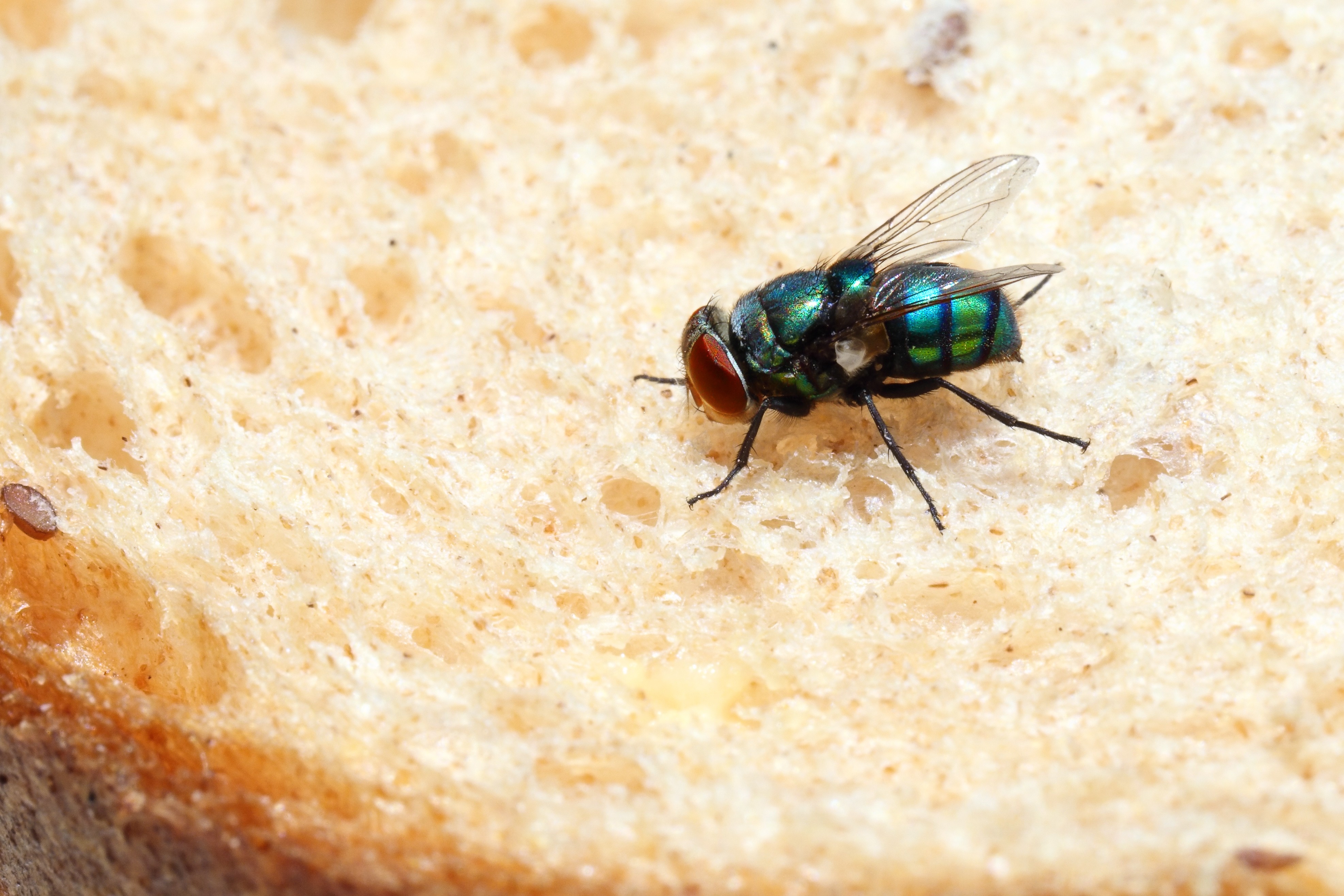 Blow fly sitting on a piece of bread