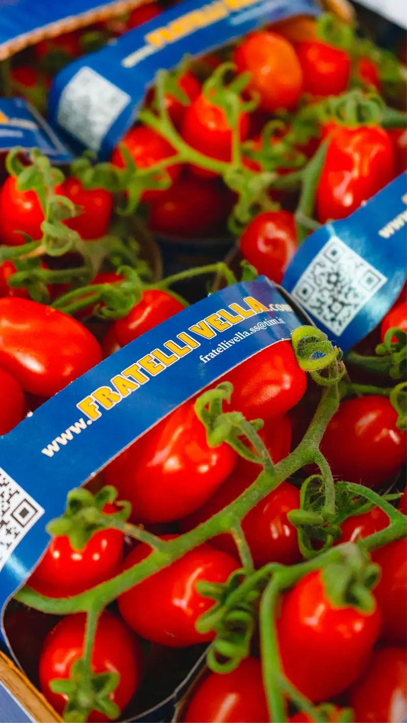 confezionamento del datterino di pachino azienda agricola fratelli vella