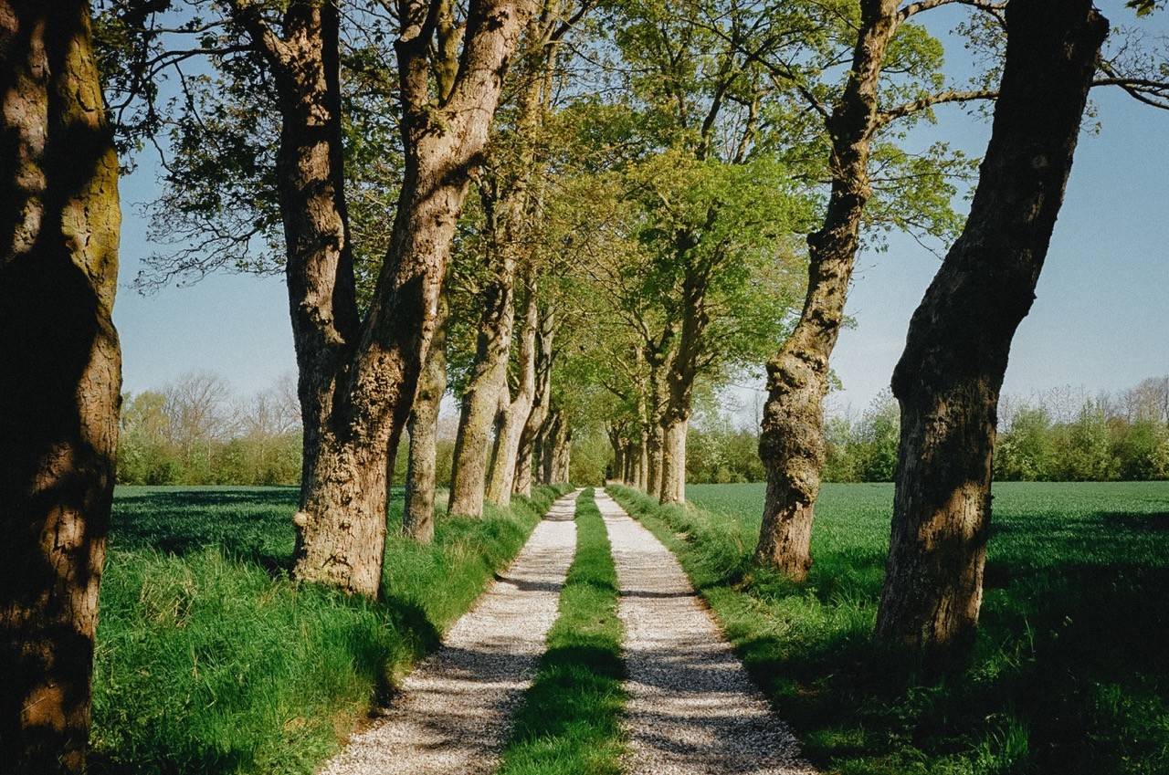 havfrue