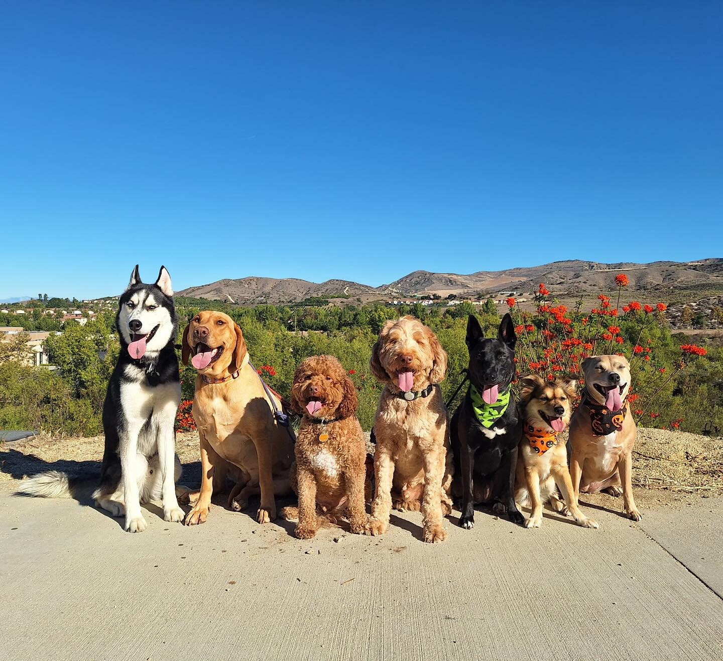 Seven dogs of various breeds sit together on pavement during a pack walk in Costa Mesa, Orange County