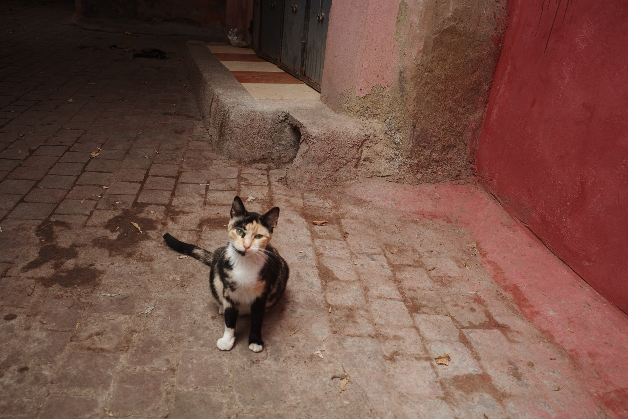 A calico cat with a mix of black, orange, and white fur sits on a cobblestone street bordered by textured red and brown walls, capturing a rustic urban scene.