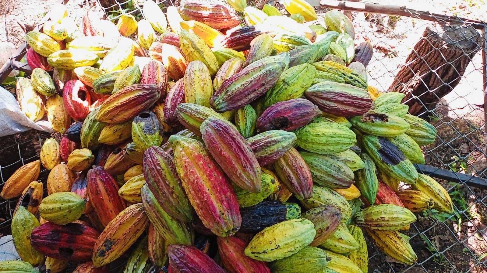 El Salvador: ¿Dónde degustar su chocolate artesanal?