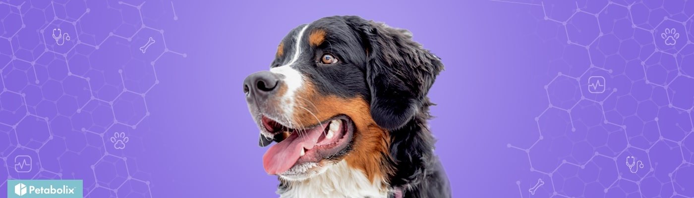 Bernese Mountain Dog image