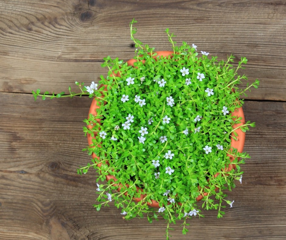 Bacopa Monnieri
