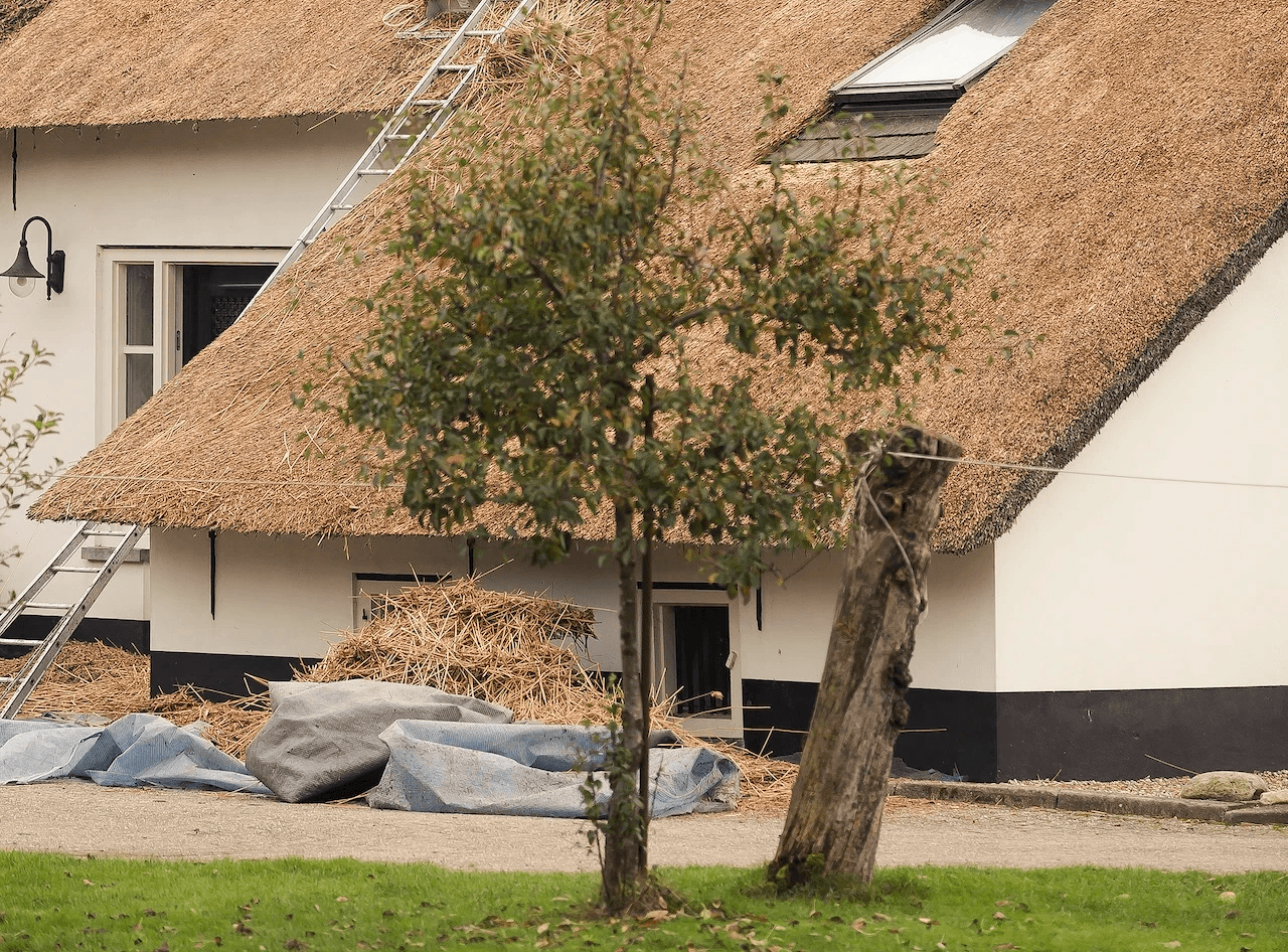 Rieten dak dat onderhoud nodig heeft - Rietdekkersbedrijf van Dijk bezig met onderhoud van rieten dak